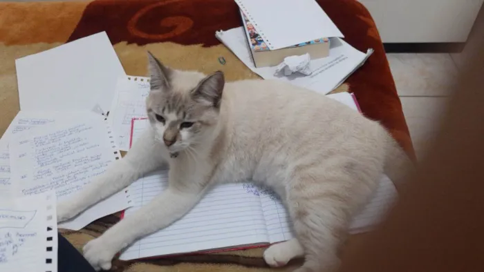 Gato ra a SRD idade 2 anos nome Mia