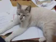 Mia