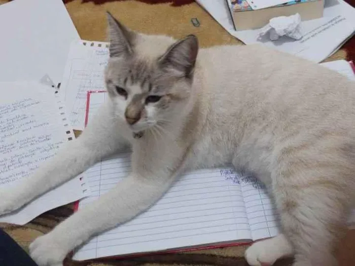 Gato ra a SRD idade 2 anos nome Mia