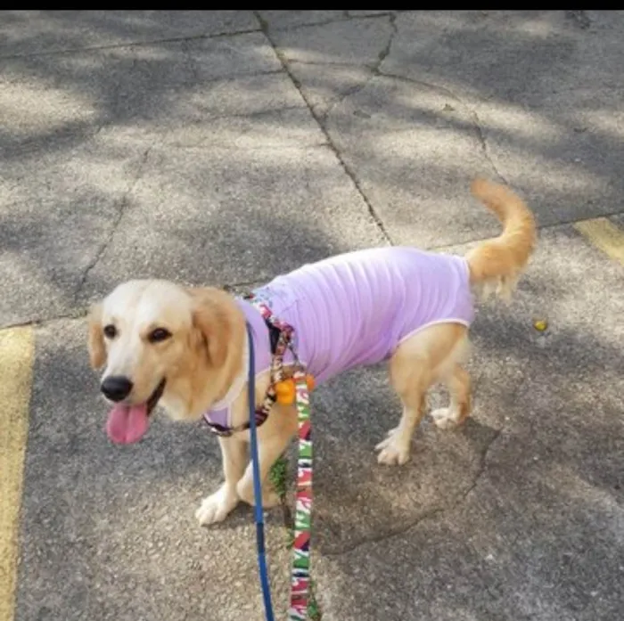 Cachorro raça SRD idade 1 ano nome Bela