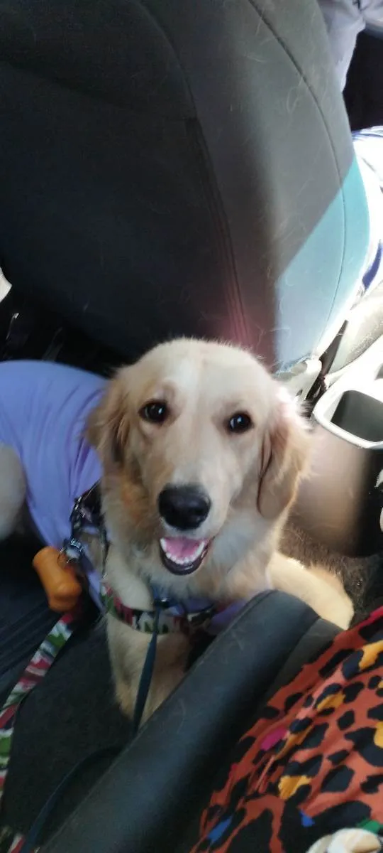 Cachorro raça SRD idade 1 ano nome Bela