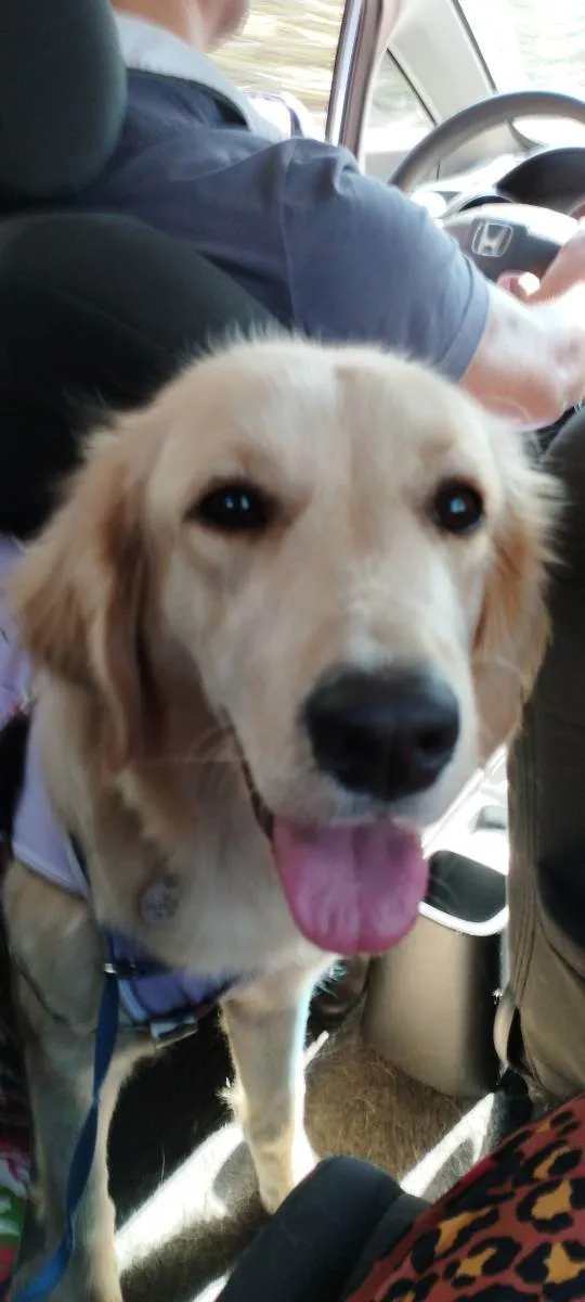 Cachorro raça SRD idade 1 ano nome Bela