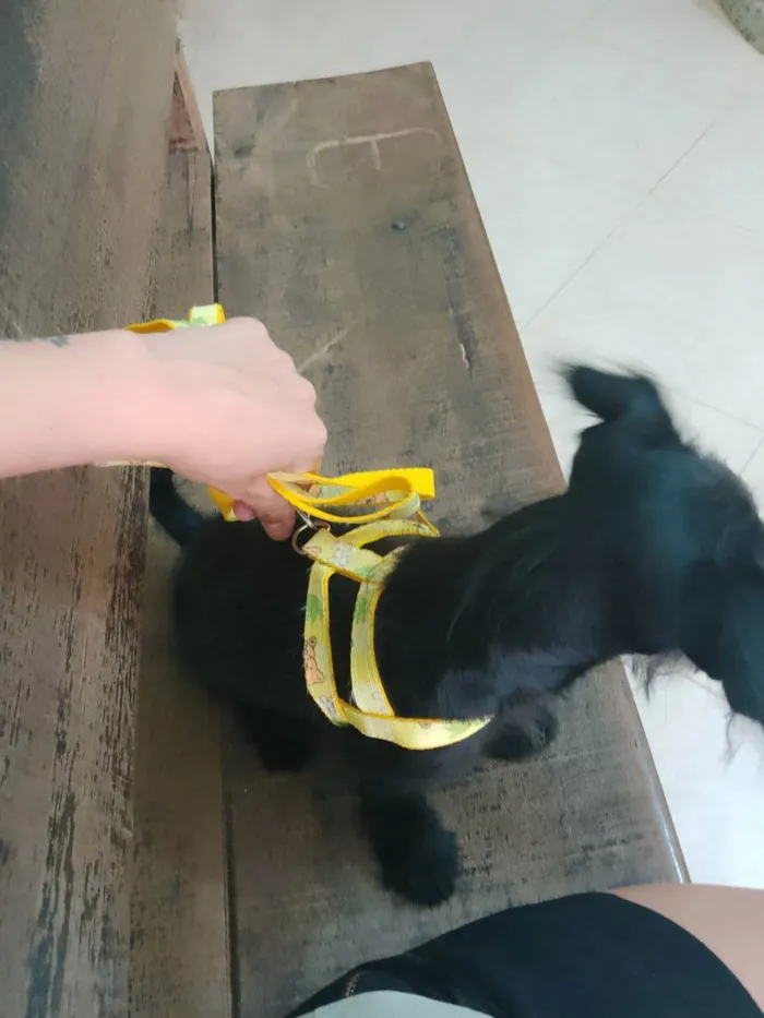 Cachorro ra a Maltês com Puldoow  idade 2 a 6 meses nome Jade