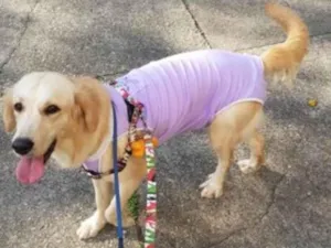 Cachorro raça SRD idade 1 ano nome Bela