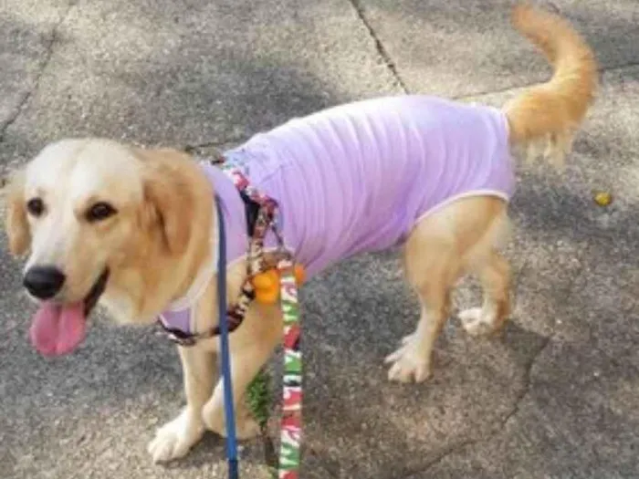 Cachorro raça SRD idade 1 ano nome Bela