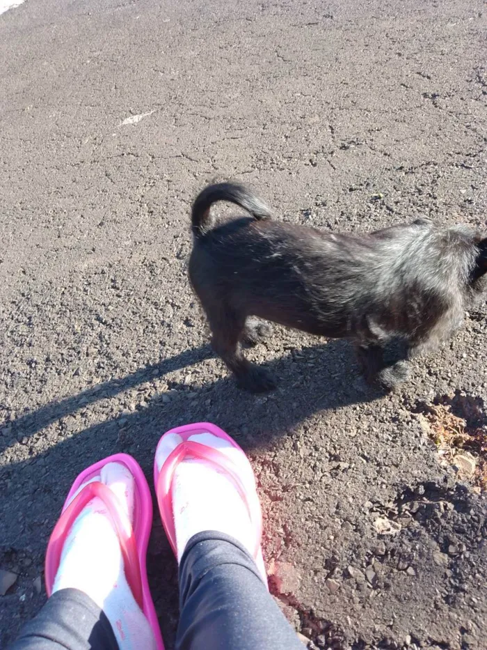 Cachorro ra a Maltês com Puldoow  idade 2 a 6 meses nome Jade