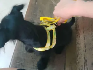 Cachorro raça Maltês com Puldoow  idade 2 a 6 meses nome Jade