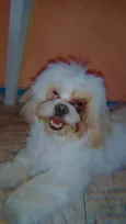 Rabito 