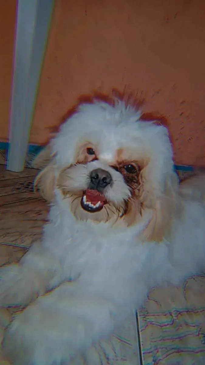 Cachorro raça Shitzu  idade 1 ano nome Rabito 