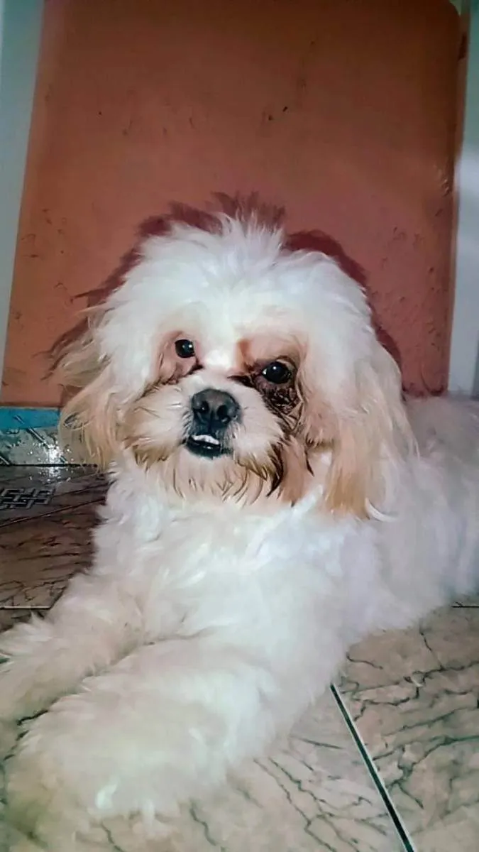 Cachorro raça Shitzu  idade 1 ano nome Rabito 