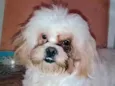 Rabito 