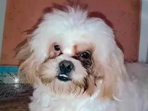 Cachorro raça Shitzu  idade 1 ano nome Rabito 