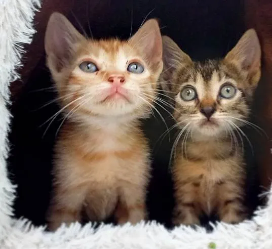 Gato ra a SRD idade Abaixo de 2 meses nome Neném 