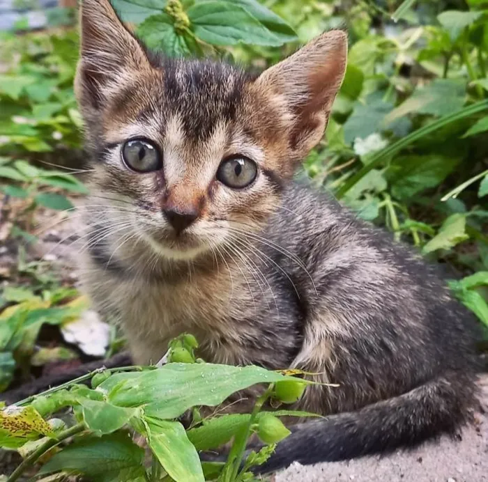 Gato ra a SRD idade Abaixo de 2 meses nome Neném 