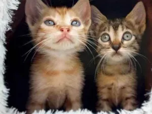 Gato raça SRD idade Abaixo de 2 meses nome Neném 