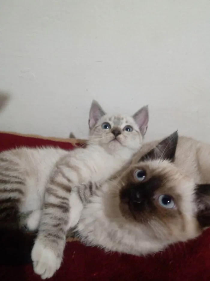 Gato ra a Siamês  idade Abaixo de 2 meses nome As gurias 