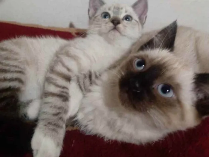 Gato ra a Siamês  idade Abaixo de 2 meses nome As gurias 