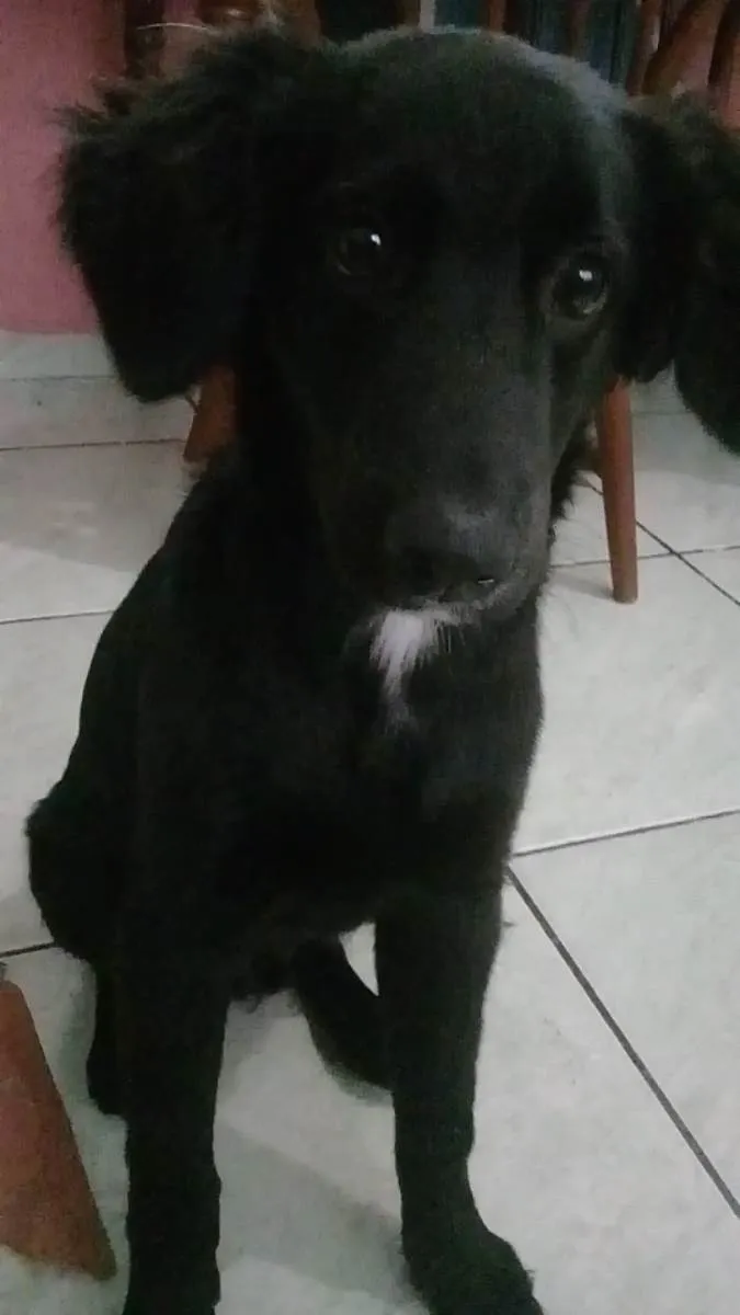 Cachorro ra a Indefinida idade 1 ano nome Sabotage