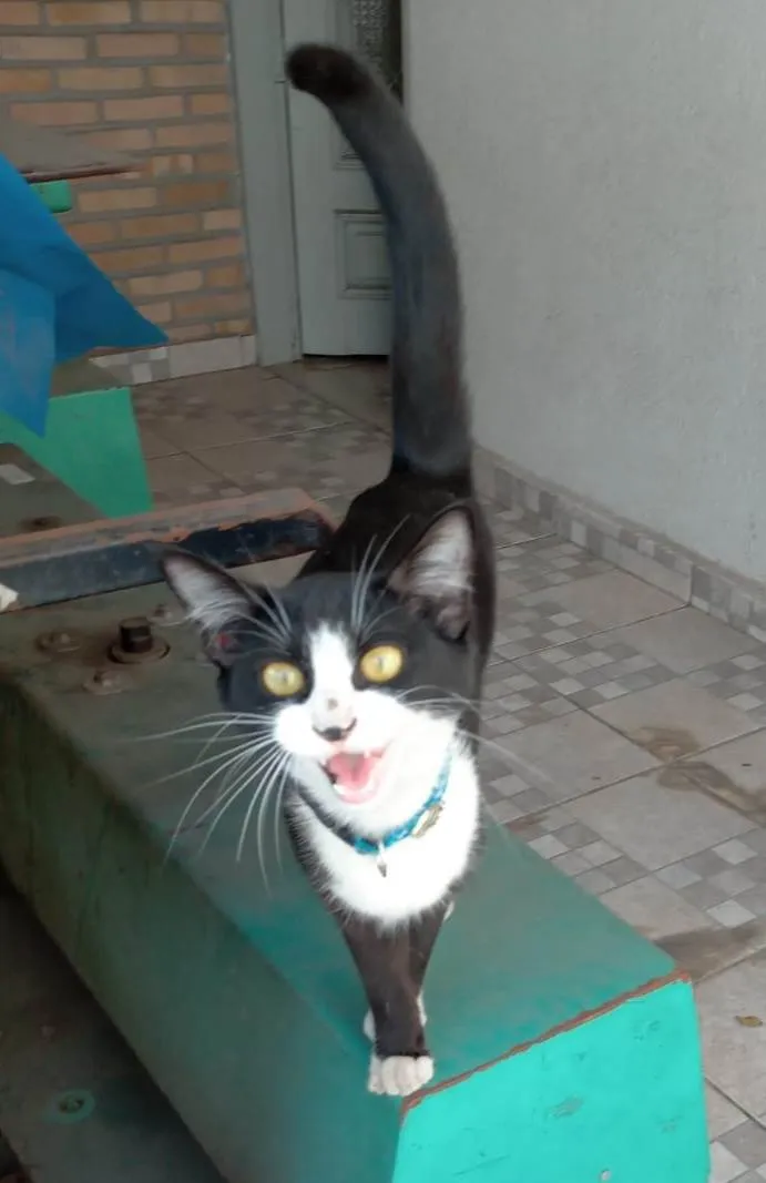 Gato raça SRD idade 2 a 6 meses nome Marie 