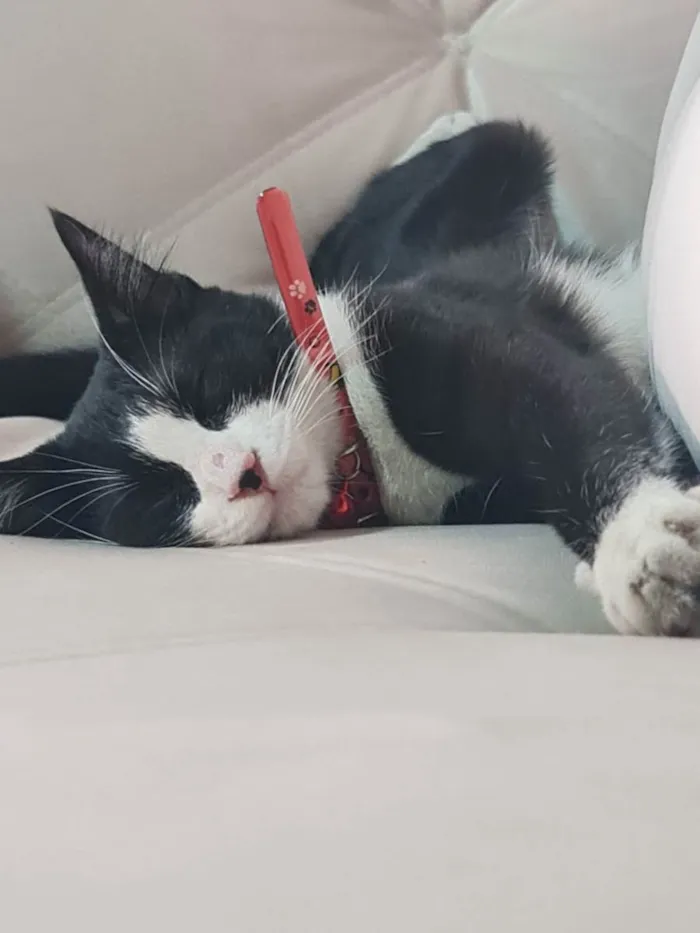 Gato raça SRD idade 2 a 6 meses nome Marie 