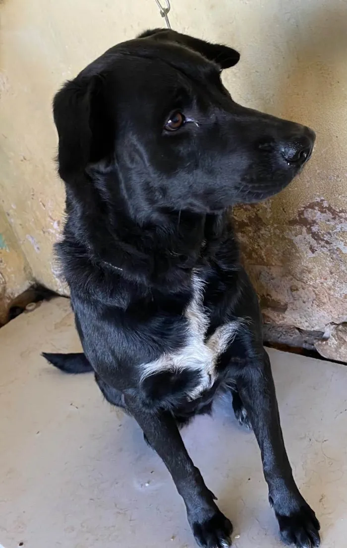 Cachorro ra a Labrador (misturado) idade 3 anos nome Amada