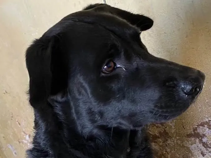 Cachorro ra a Labrador (misturado) idade 3 anos nome Amada