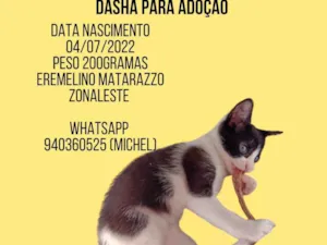 Gato raça Srd idade Abaixo de 2 meses nome Dasha