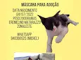 Gato raça Srd idade Abaixo de 2 meses nome Máscara 