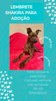 Cachorro raça Srd idade 1 ano nome Shakira