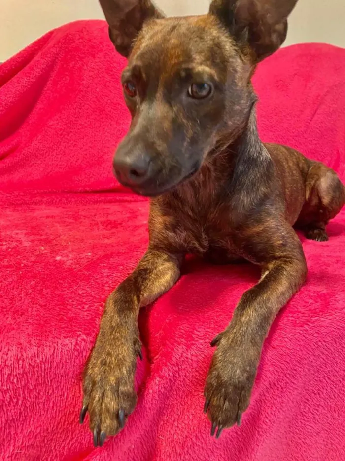 Cachorro raça Srd idade 1 ano nome Shakira