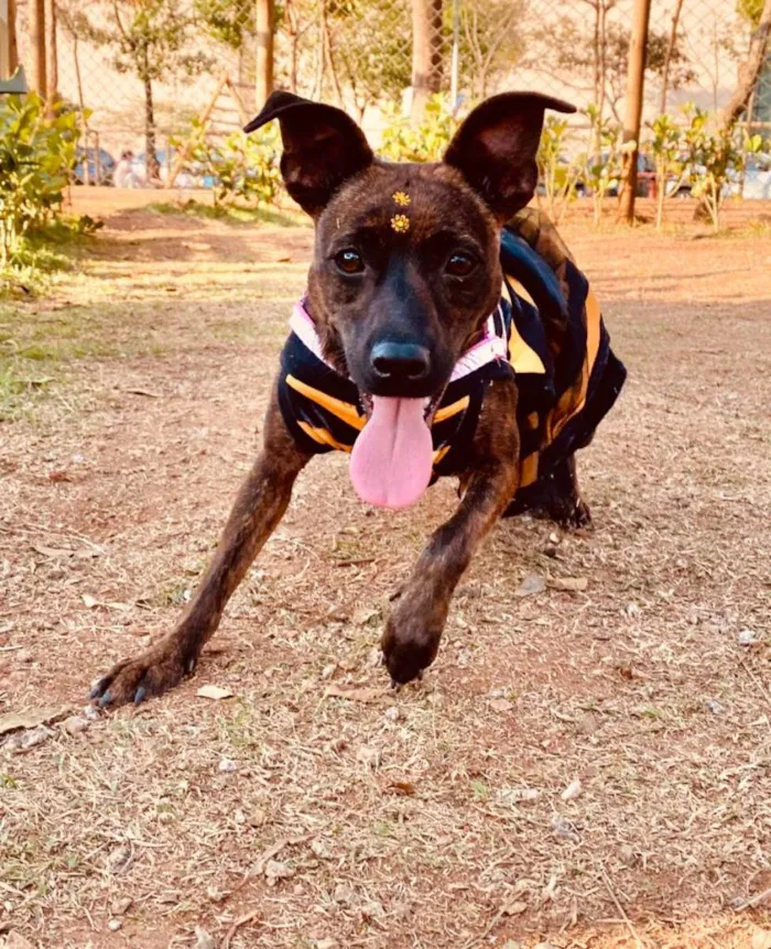 Cachorro raça Srd idade 1 ano nome Shakira