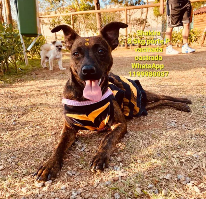 Cachorro raça Srd idade 1 ano nome Shakira