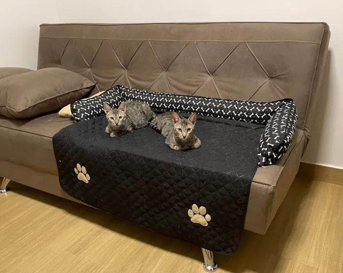 Gato ra a SRD tigrado idade 2 a 6 meses nome Tom e Fred