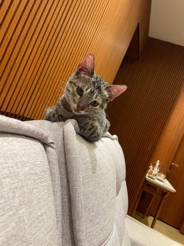 Gato ra a SRD tigrado idade 2 a 6 meses nome Tom e Fred