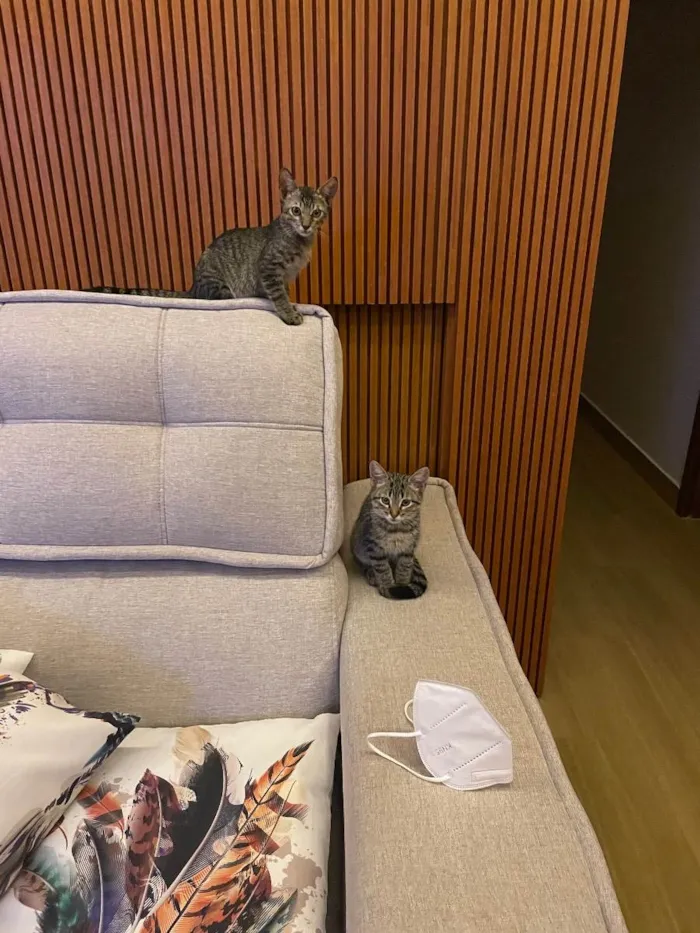 Gato ra a SRD tigrado idade 2 a 6 meses nome Tom e Fred