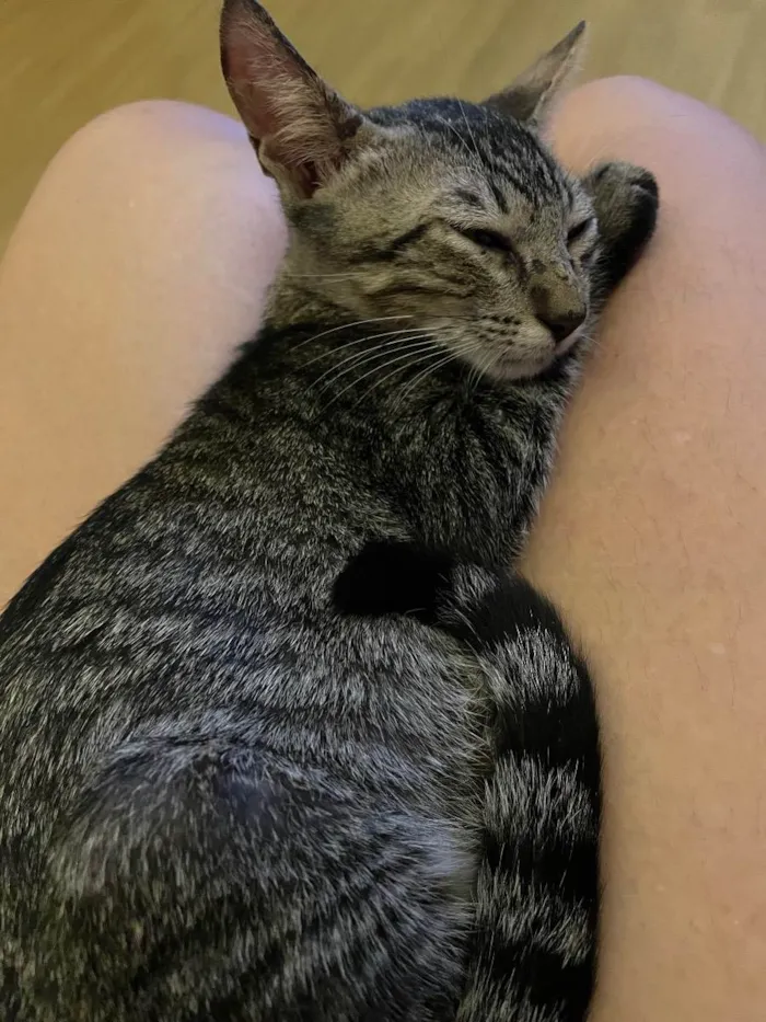 Gato ra a SRD tigrado idade 2 a 6 meses nome Tom e Fred