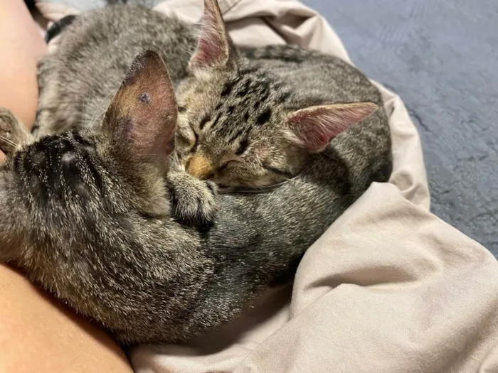 Gato ra a SRD tigrado idade 2 a 6 meses nome Tom e Fred
