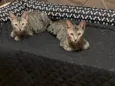 Tom e Fred
