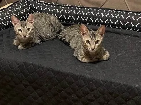 Gato ra a SRD tigrado idade 2 a 6 meses nome Tom e Fred