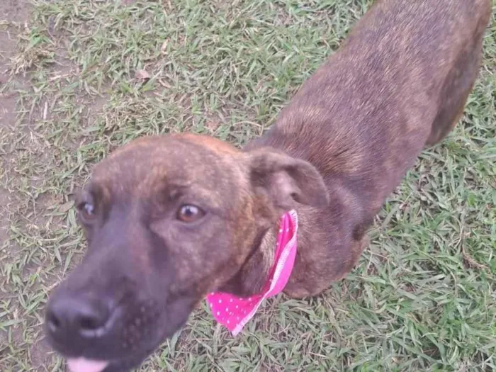 Cachorro raça Srd idade 1 ano nome Shakira