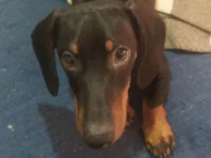 Cachorro raça Dachshund idade 2 a 6 meses nome Colt