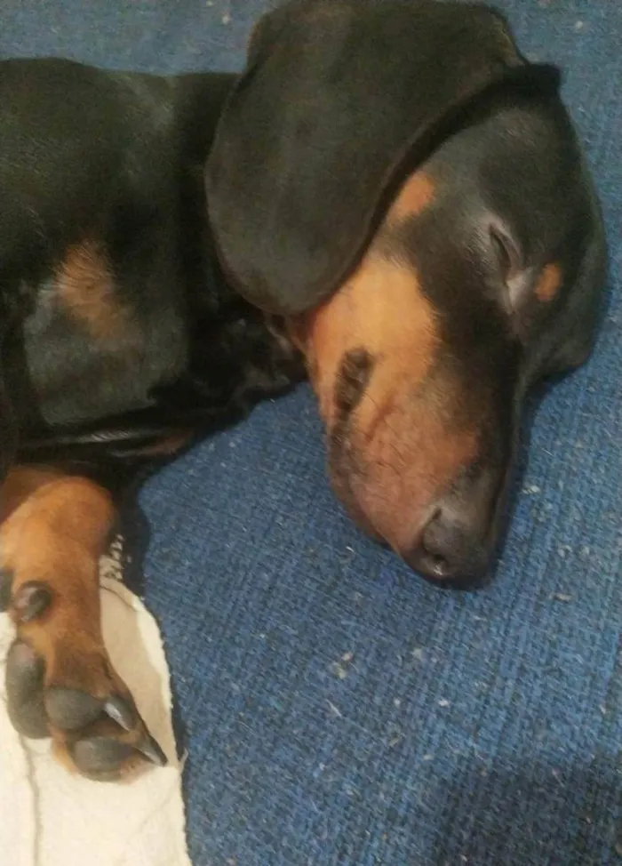 Cachorro ra a Dachshund idade 2 a 6 meses nome Colt