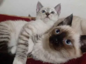Gato raça Siamês  idade Abaixo de 2 meses nome As gurias 