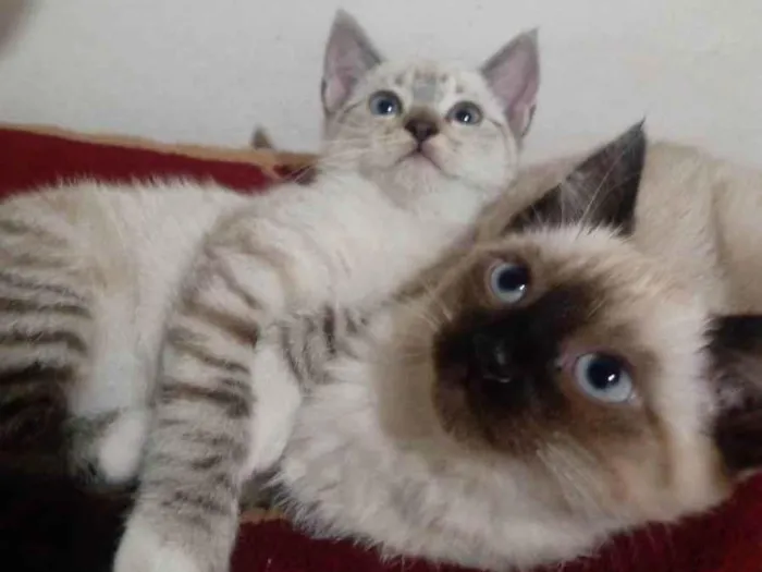 Gato ra a Siamês  idade Abaixo de 2 meses nome As gurias 