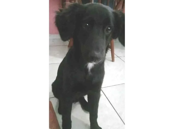 Cachorro ra a Indefinida idade 1 ano nome Sabotage