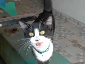 Gato raça SRD idade 2 a 6 meses nome Marie 
