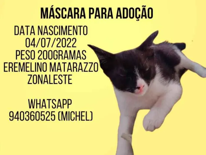 Gato raça Srd idade Abaixo de 2 meses nome Máscara 