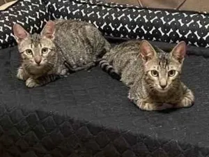 Gato raça SRD tigrado idade 2 a 6 meses nome Tom e Fred