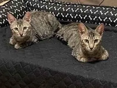 Gato ra a SRD tigrado idade 2 a 6 meses nome Tom e Fred