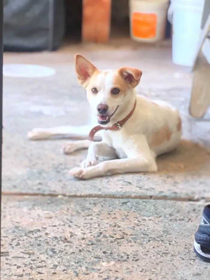 Cachorro ra a Vira lata idade 5 anos nome Hulk